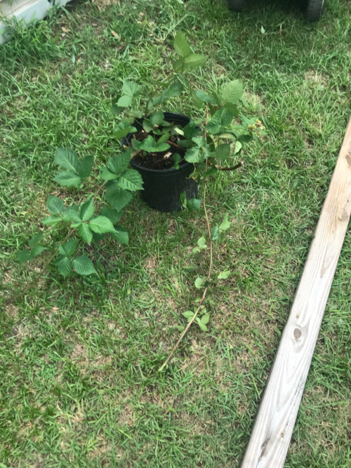 Exterior view of the transitional house at Prison Ministries of Carolina